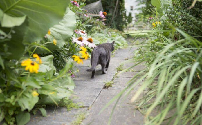 Κρατήστε τις γάτες μακριά από τον κήπο σας