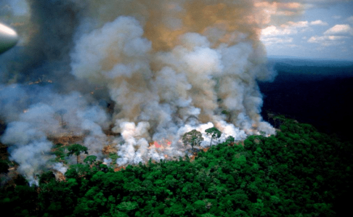 Απότομη αύξηση στην καταστροφή των δασών