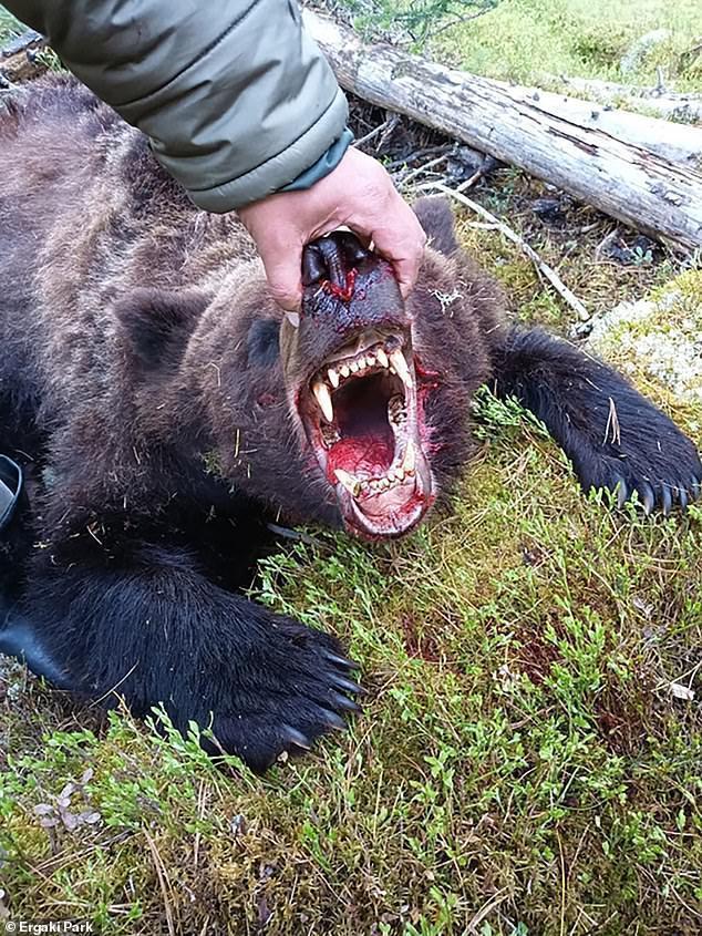 Μια καφέ αρκούδα έφαγε και σκότωσε ένα 16χρονο αγόρι σε ένα ρωσικό εθνικό πάρκο πριν μαχαιρωθεί από τον τουρίστα στο λαιμό