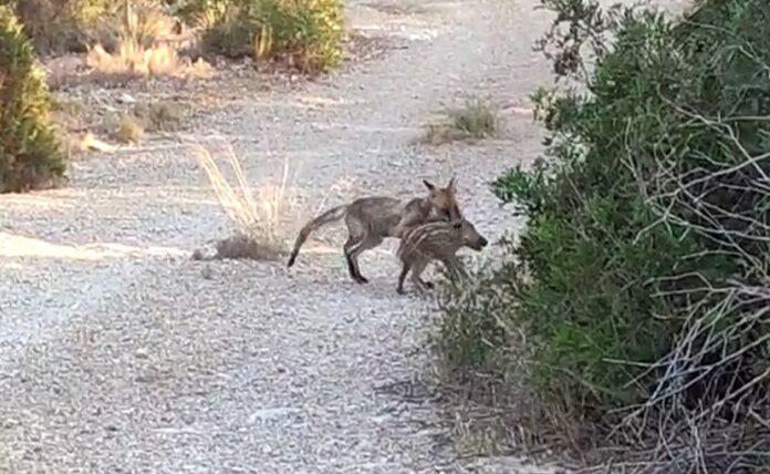 Κυνηγοί βιντεοσκοπούν αλεπού που «αρπάζει» έναν μικρό αγριόχοιρο