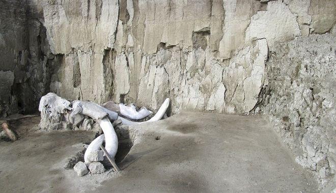 Κόκαλα από μαμούθ εντοπίζονται μετά από εκσκαφές στο Μεξικό