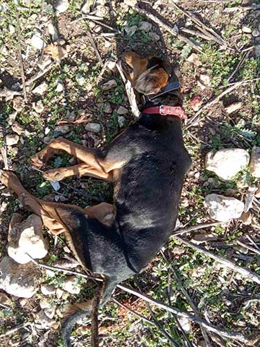 Ξηρόμερο Αιτωλοακαρνανίας: Πυροβολήθηκαν εν ψυχρώ τρία κυνηγόσκυλα
