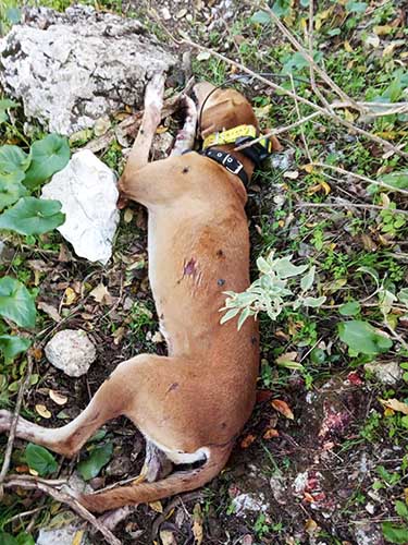 Ξηρόμερο Αιτωλοακαρνανίας: Πυροβολήθηκαν εν ψυχρώ τρία κυνηγόσκυλα