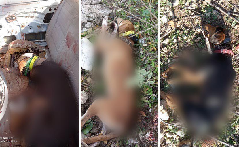 Ξηρόμερο Αιτωλοακαρνανίας: Τρία κυνηγόσκυλα πυροβολήθηκαν εν ψυχρώ