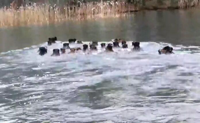 Κοπάδι αγριογούρουνων κολυμπά σε λίμνη