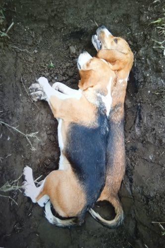 Κυνηγός έχασε δύο σκυλιά από φόλες