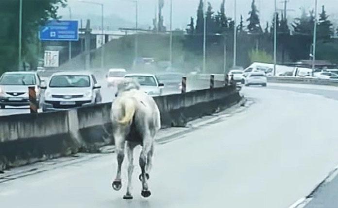 Άλογο τρέχει στην εθνική οδό Θεσσαλονίκης Μουδανιών