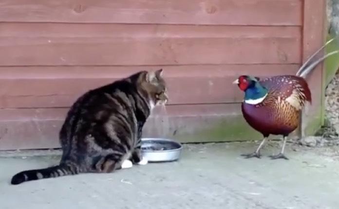 γάτος μοιράζεται το φαγητό του με φασιανό