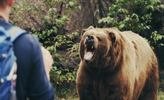 Αρκούδας επιτέθηκε και τραυμάτισε τουρίστες στη Σλοβακία