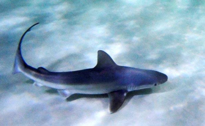 Γαλάζιος καρχαρίας στον Μύτικα Αιτωλοακαρνανίας