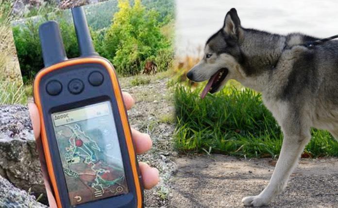 GPS σκύλων σύλληψη ληστών