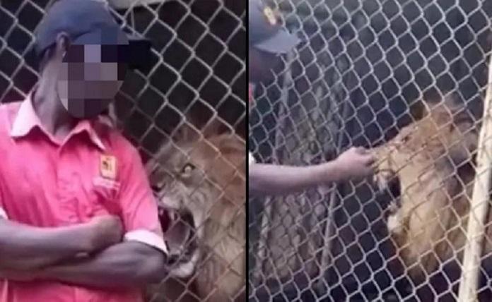 Λιοντάρι έκοψε το δάχτυλο ενός υπαλλήλου ζωολογικού κήπου
