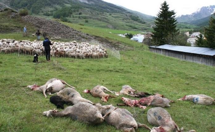 Αγέλη λύκων κατέσφαξε πάνω από 120 πρόβατα