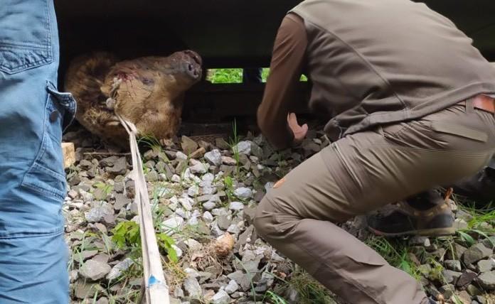 Νεκρή αρκούδα ανασύρθηκε από ράγες τρένου στην Σλοβακία
