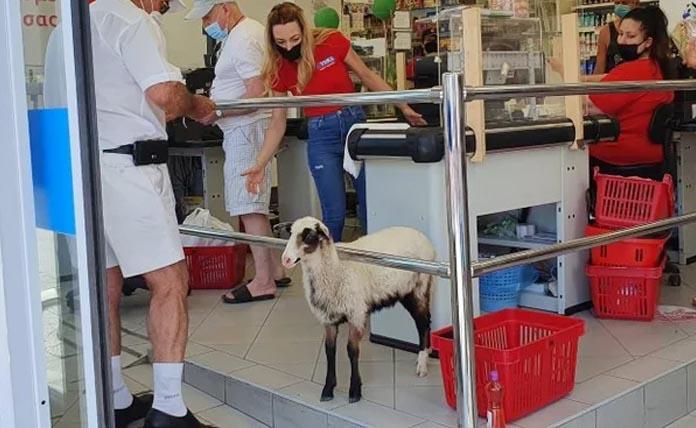 Πρόβατο που πάει σούπερ μάρκετ