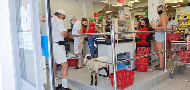 Πρόβατο που πάει σούπερ μάρκετ