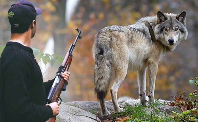 Σε θανάτωση λύκων προχωρά η Σουηδία