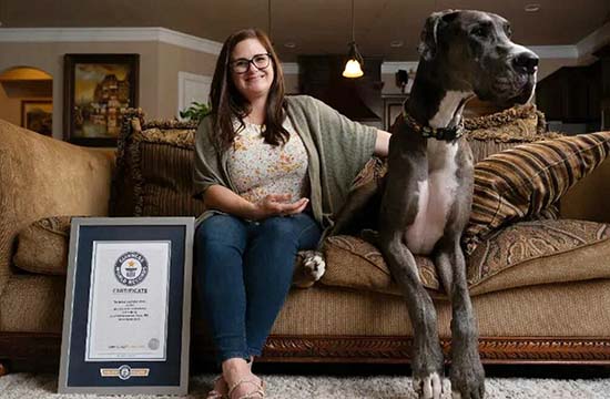 Δίας: Ο ψηλότερος σκύλος στον κόσμο