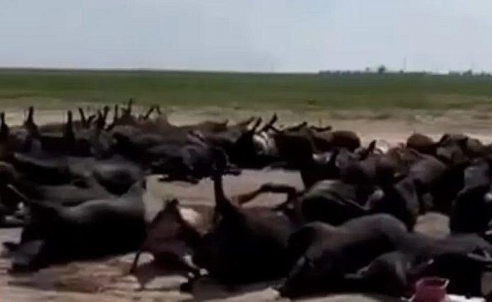 Eκατοντάδες νεκρές αγελάδες λόγω καύσωνα στο Κάνσας