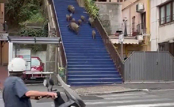Κοπάδι αγριογούρουνων ανεβαίνει ψηλές σκάλες σε κέντρο πόλης