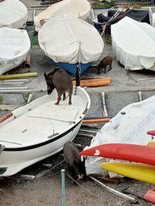 Αγριογούρουνα καταλαμβάνουν βάρκες στη Γένοβα