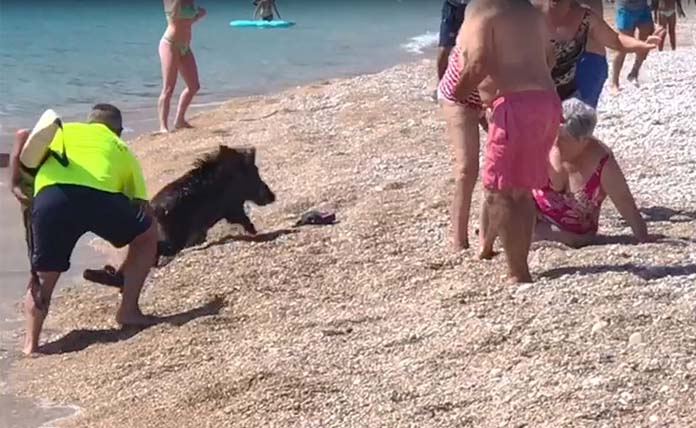 Αγριογούρουνο δάγκωσε γυναίκα σε παραλία στο Αλικάντε Ισπανίας