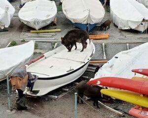αγριογούρουνα καταλαμβάνουν βάρκες στη Γένοβα