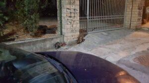 Αλεπού κατέβηκε στο κέντρο της Αθήνας στα Ιλίσια 