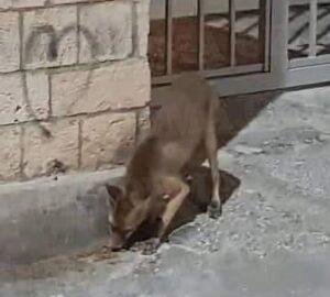Αλεπού κατέβηκε στο κέντρο της Αθήνας στα Ιλίσια 