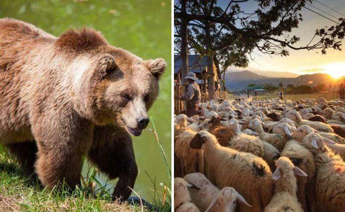 Aρκούδα σκότωσε 69 πρόβατα στη Σαμαρίνα samarina