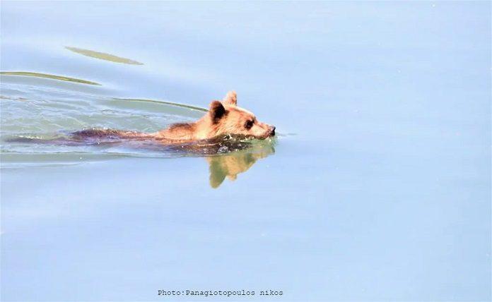 Αρκούδα κολυμπούσε στη λίμνη της Καστοριάς