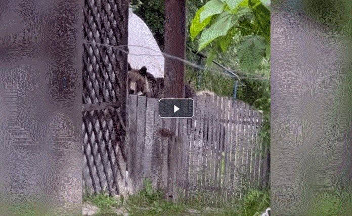 Αρκούδα με τρία αρκουδάκια εισβάλλει σε αυλή