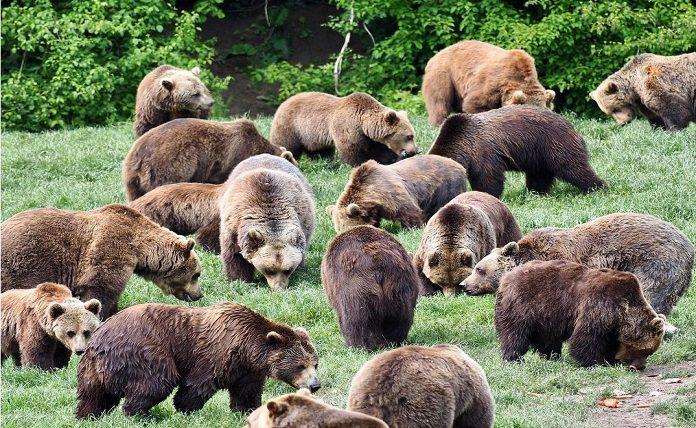 Η Ρουμανία ενέκρινε την παρέμβαση για την διαχείριση των αρκούδων