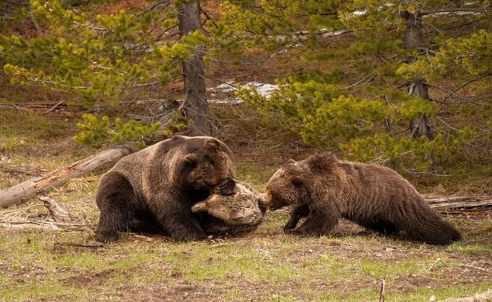 Αρκούδες σκοτώνουν μια άλλη αρκούδα