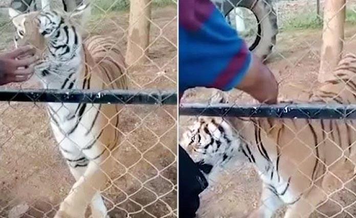 Τίγρης δαγκώνει φύλακα σε πάρκο - Εκείνος καταλήγει αργότερα νεκρός από ανακοπή