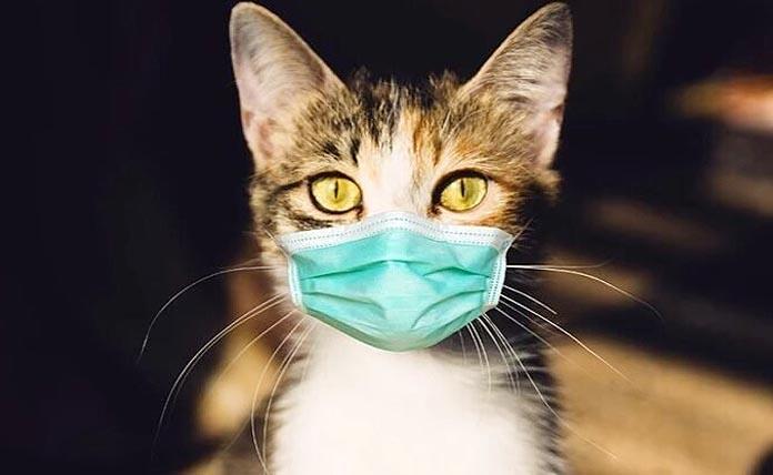 Κτηνίατρος κόλλησε κορονοϊό από γάτα