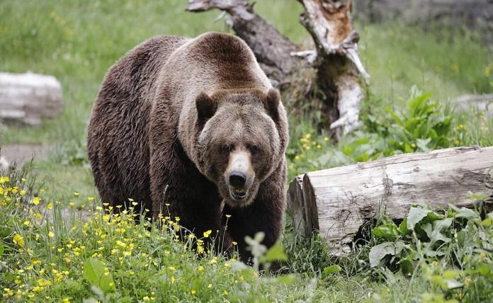 Αρκούδα επιτέθηκε σε κάμπινγκ και τραυμάτισε μια μητέρα με το παιδί της