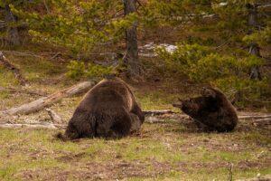 Αρκούδες σκοτώνουν μια άλλη αρκούδα στο Yellostone