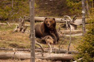 Αρκούδες σκοτώνουν μια άλλη αρκούδα στο Yellostone