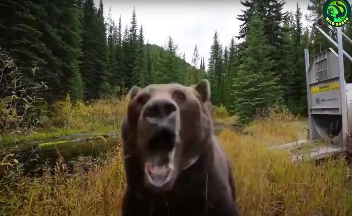 Δείτε 22 τρομακτικές επιθέσεις αρκούδων που καταγράφηκαν σε κάμερα
