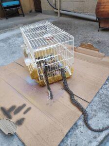 Φίδι μπήκε στην αυλή και έφαγε καναρίνι στη Λάρισα