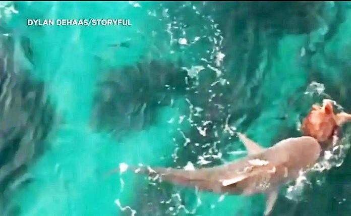 Επίθεση καρχαρία σε θαλάσσια χελώνα