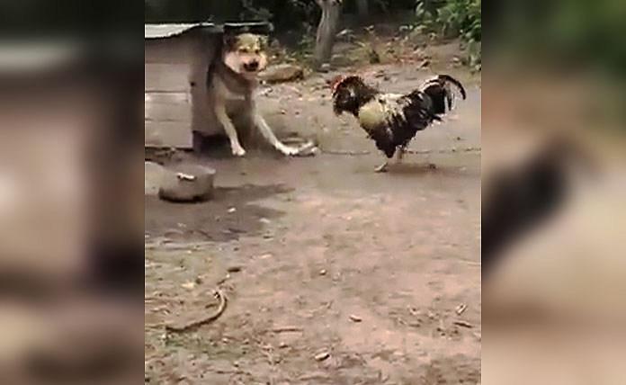 Τραμπούκος κόκορας απειλεί σκύλο