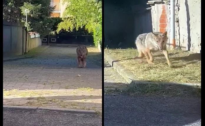 Λύκος βολτάρει στους δρόμους της Λομβαρδίας