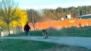Πυροβόλησαν λύκο που πλησίασε παιδί - Σουηδία
