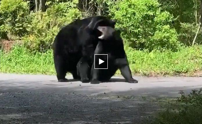 Σκληρός καυγάς μεταξύ δύο μαύρων αρκούδων στο Smoky Mountains