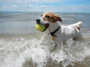 Σκύλοι στη θάλασσα: Τι επιτρέπεται και τι απαγορεύεται