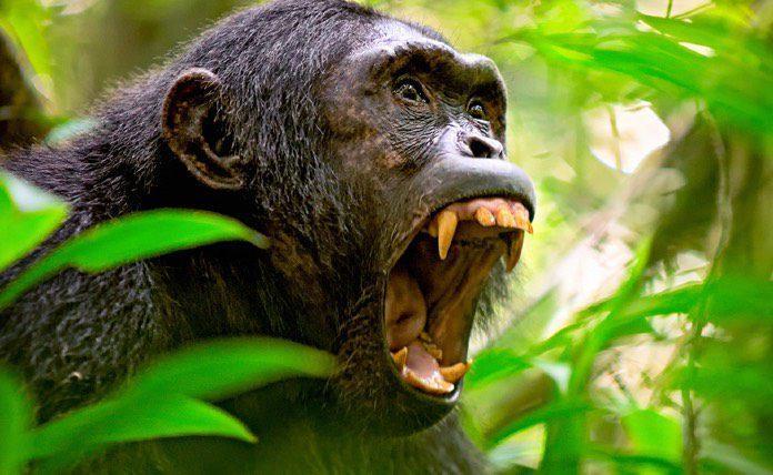 Αττικό Ζωολογικό Πάρκο: Θανατώθηκε χιμπατζής
