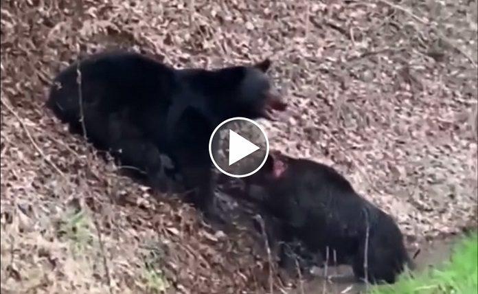 Αρκούδα σκοτώνει μεγάλο αγριογούρουνο