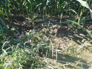 Αγριoγούρουνα αφανίζουν τεράστιες εκτάσεις καλαμποκιού έξω από την Λάρισα 